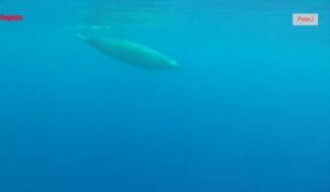 Une baleine peu connue pour la première fois filmée sous l’eau