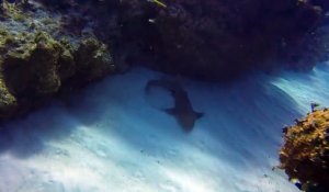 Un plongeur sauve un requin en lui retirant un couteau planté dans la tête