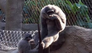 Un singe refuse de partager son repas !