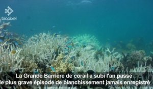 Australie: les coraux de la Grande Barrière ont encore blanchi