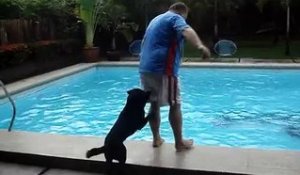 Découvrez l’activité principale de ce chien quand les gens se mettent au bord de la piscine