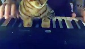 Jouer du piano avec son chat... Fainéant !