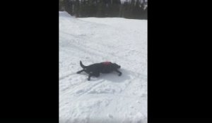 Un chien d'avalanche glisse sur une piste