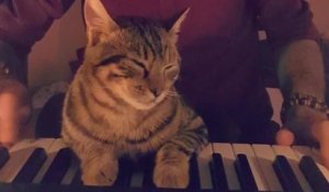 Un musicien joue du piano avec un adorable chat