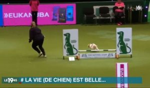 Le concours de chiens totalement raté d'un jack russel et sa maitresse amuse beaucoup les internautes - Vidéo