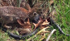 Un lapin sauve ses petits d'un serpent !