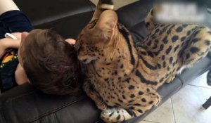 Un chat léopard aime vraiment son maître !