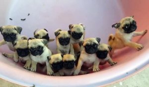 Un bucket de petits chiens trop mignons