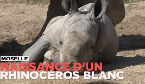 Naissance d'un rhinocéros blanc au zoo d'Amnéville