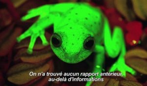 Argentine: première découverte d'une grenouille fluorescente