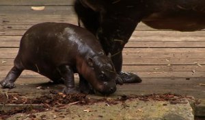 Un bébé hippopotame nain apprend à nager dans un zoo australien