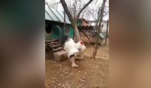Un coq géant sort de son poulailler