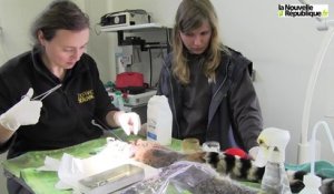 VIDEO. Saint-Aignan : le ZooParc de Beauval investit sa nouvelle clinique