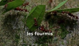 Les fourmis ont inventé l'agriculture bien avant l'Homme