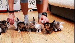 10 petits chatons.. La vidéo CUTE de votre journée!