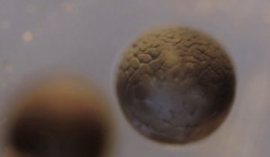 Division cellulaire d’un oeuf de grenouille (Timelapse)