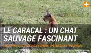 Le caracal : un chat fascinant, mystérieux et superbe