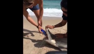 Ces jeunes débile capturent un requin pour ouvrir une bière dans sa bouche...