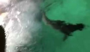 Un homme tombe dans une piscine remplit de requin !