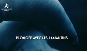 Plongée avec les lamantins au Parc Zoologique de Paris