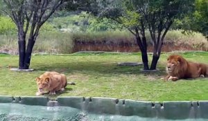 Une lionne saute une énorme fosse pour attaquer les touristes