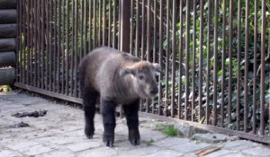 Naissance d'un takin à la Ménagerie, zoo du Jardin des Plantes