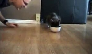 Ce Chat Dit Non Quand On Lui Parle De Bain Sur Orange Videos