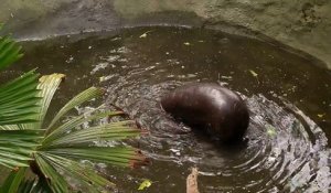 Le premier bain de ce bébé hippopotame avec sa maman va vous faire fondre!