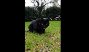 Un Chat Et Un Chien Se Chamaillent Quand Soudain Sur