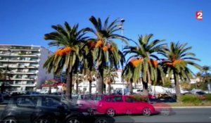 Jardin - Les palmiers en danger