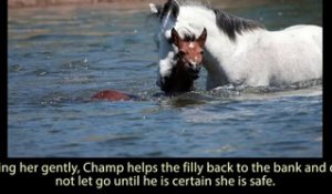 Ces chevaux sautent à l'eau pour venir en aide à l'un des leurs qui se noie