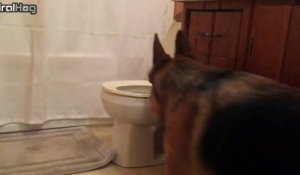 Ce chien fait pipi dans la cuvette des toilettes... Propre le berger allemand