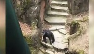 Vu le caca qu'elle a reçu en pleine face, cette mamie n'ira surement plus voir des singes au Zoo... (Vidéo)