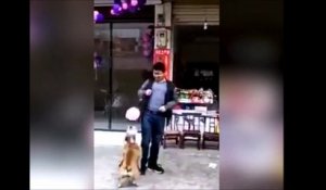 Ce chien jongle avec son ballon et ne veut plus s'arreter