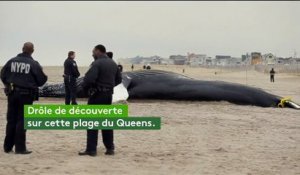 Une baleine s'échoue sur une plage de New York