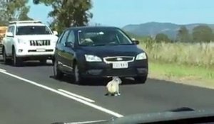 Australie: un koala provoque un embouteillage sur une autoroute