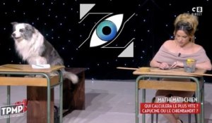 [Zap Télé] Calcul mental : Capucine Anav perd contre un chien ! (07/04/17)