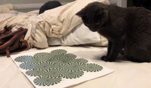 Ce chat est hypnotisé par ce dessin .... Illusion d'optique