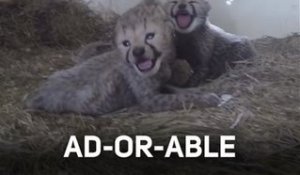 Une portée de guépards absolument adorables !