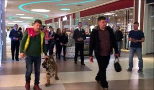 Quand tu croises un tigre dans ton centre commercial... merci les russes