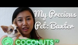 Elle and Baxter the chihuahua | My Precious Pet Episode 1 | Coconuts TV