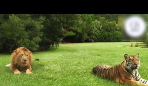 Incroyable croisement entre un Lion et une tigresse !