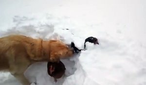 Un chien va sauver 2 poules coincées dans la neige... Pret pour les avalanches