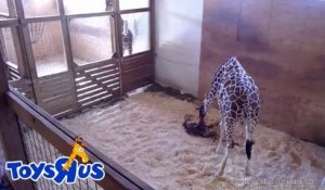Accouchement d'une girafe retransmise sur le net.... Magique