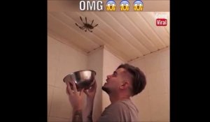 Attend je vais l'attraper cette araignée... Meme pas peur!