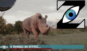 [Zap Télé] Le dernier rhinocéros blanc sur Tinder ! (27/04/17)