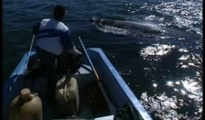 Voyage au pays des baleines