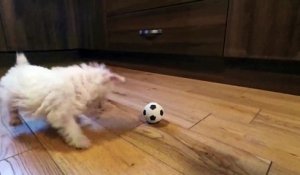 Un chiot découvre pour la première fois une mini balle de foot !