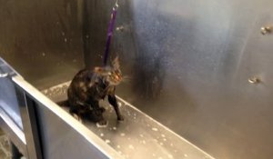 Ce chat déteste prendre son bain et le « dit »