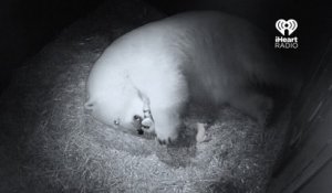 Deux oursons polaires naissent en Australie